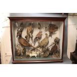 Taxidermy - A Victorian case containing a pair of pointer puppies, kingfisher, little grebe, snipe,