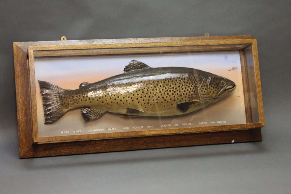 Taxidermy - A cased brown or ferox trout, in a five sided glazed and oak case,
