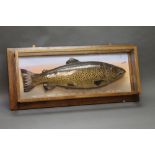 Taxidermy - A cased brown or ferox trout, in a five sided glazed and oak case,