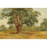 L. Nicholson, watercolour study of an oak tree, in stepped card mount and moulded gilt frame.