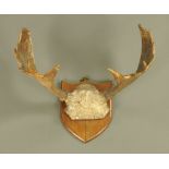 A set of moose antlers, mounted on an oak shield. 57 cm high x 62 cm wide.