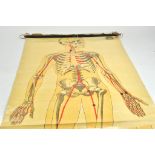 St John's Ambulance Early issue Anatomical Hanging Poster in very good condition and complete.