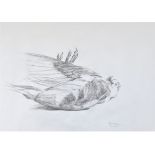 MAGGI HAMBLING C.B.E. [1945 - ]. Pigeon, Suffolk, 1973. pencil on paper; signed and dated in pencil.