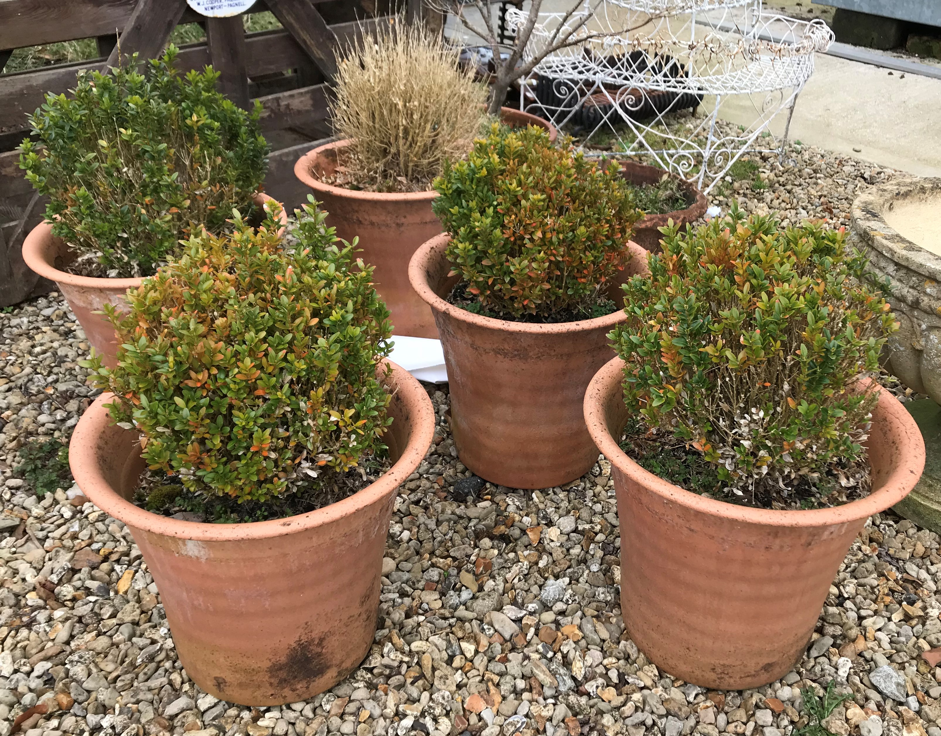 A collection of five matching terracotta garden planters with box bush contents, - Image 2 of 2