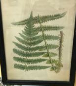 A set of eight modern OKA prints of ferns, housed in black frames, size including frames approx 59