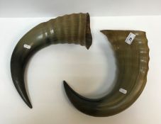 A pair of un-mounted Buffalo horns, 30.5 cm approx