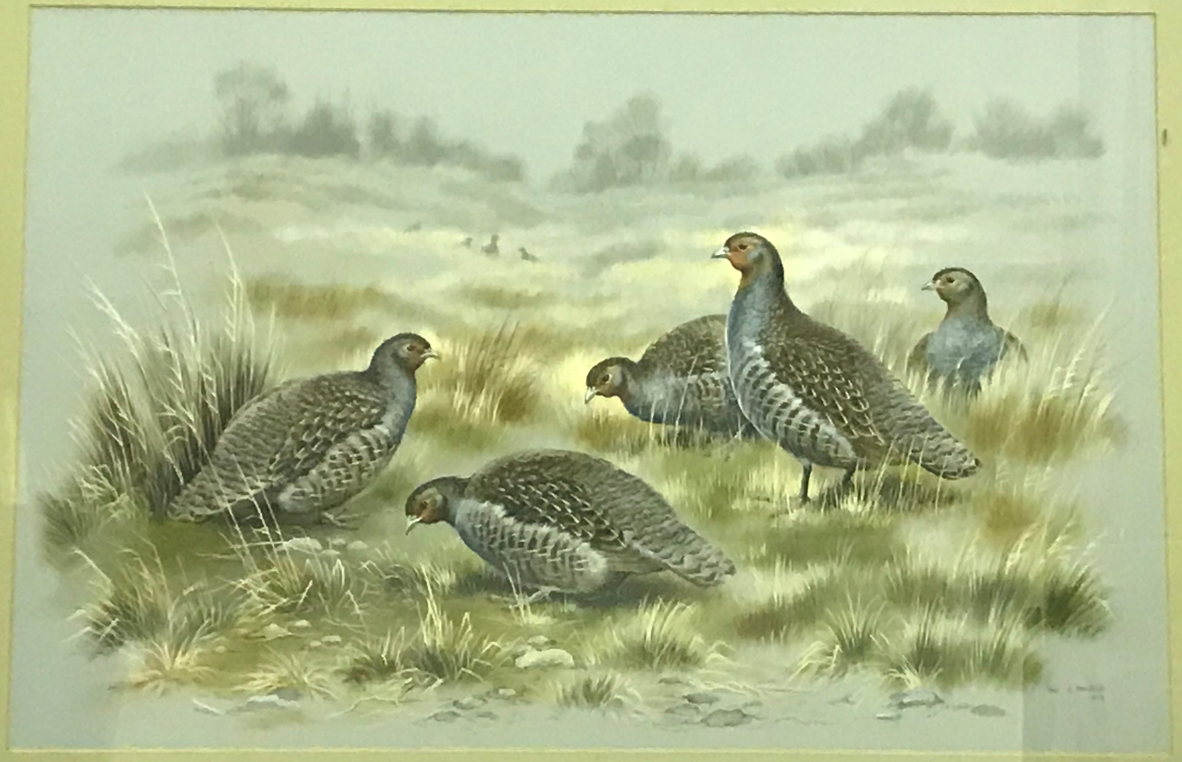 PAUL A NICHOLAS "Study of Grey Legged Partridge in landscape", watercolour heightened with white,