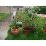 A pair of terracotta garden plant pots with swag and mask decoration, approx 50 cm diameter x 42