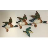 A set of three Beswick flying Mallard Drake wall ornaments, model No. 596, No'd. 1, 2 and 3, largest