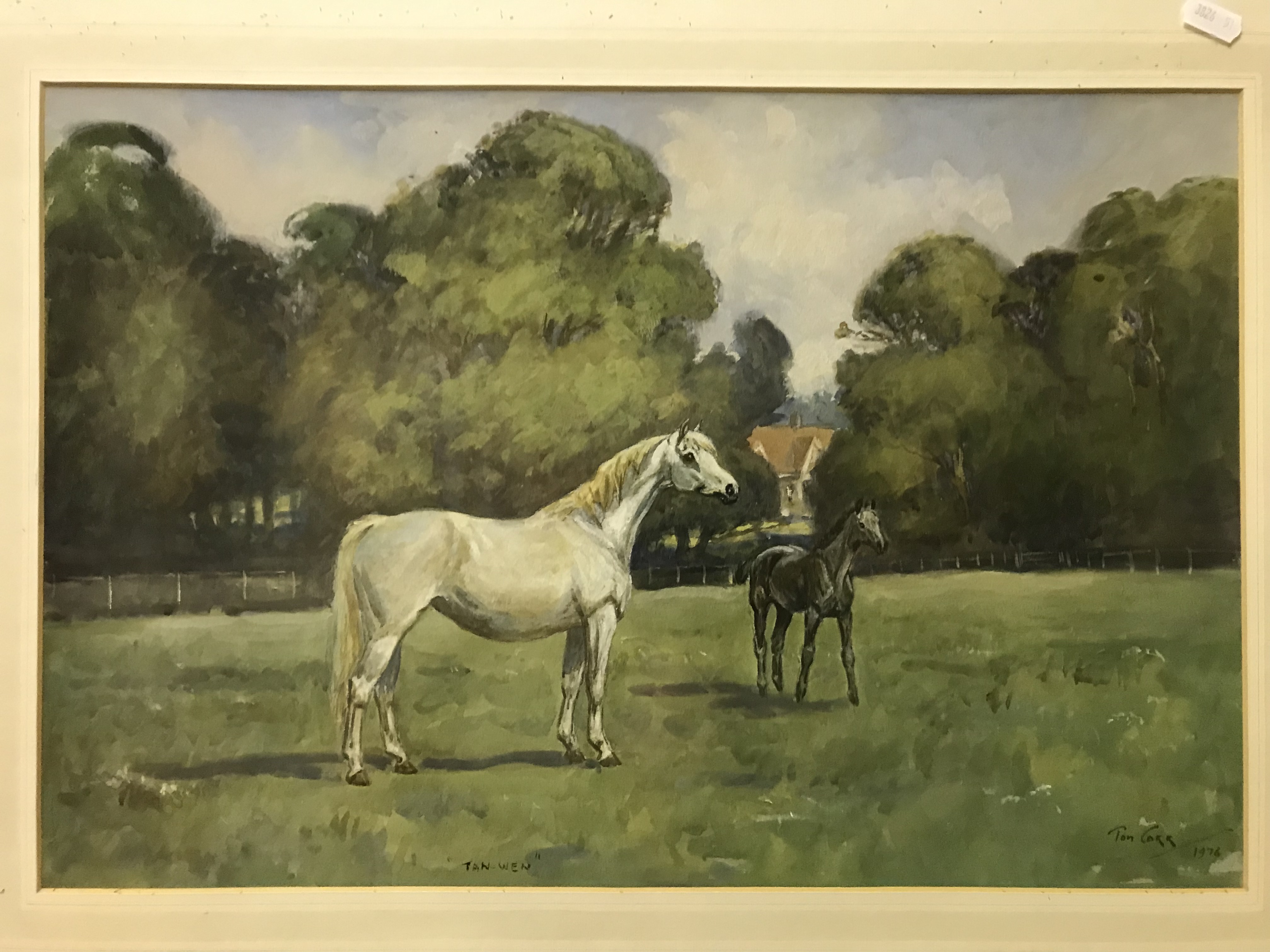 TOM CARR "Tan-Wen", study of a pony, watercolour heightened with white, signed and dated 1976, image