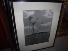 A collection of assorted black and white photographs housed in black frames, the frames measuring