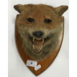 A taxidermy stuffed and mounted Fox mask on oak shield shaped mount formerly with large paper