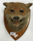 A taxidermy stuffed and mounted Fox mask on oak shield shaped mount formerly with large paper