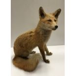 A taxidermy stuffed and mounted Juvenile Fox in seated position 36 cm long x 48.5 cm high