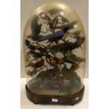A Victorian taxidermy stuffed and mounted collection of thirty-three various exotic birds