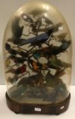 A Victorian taxidermy stuffed and mounted collection of thirty-three various exotic birds