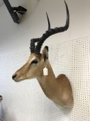 A taxidermy stuffed and mounted Impala head and shoulders mount, with horns, bearing label "Impala