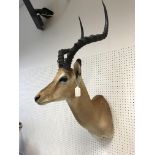 A taxidermy stuffed and mounted Impala head and shoulders mount, with horns, bearing label "Impala