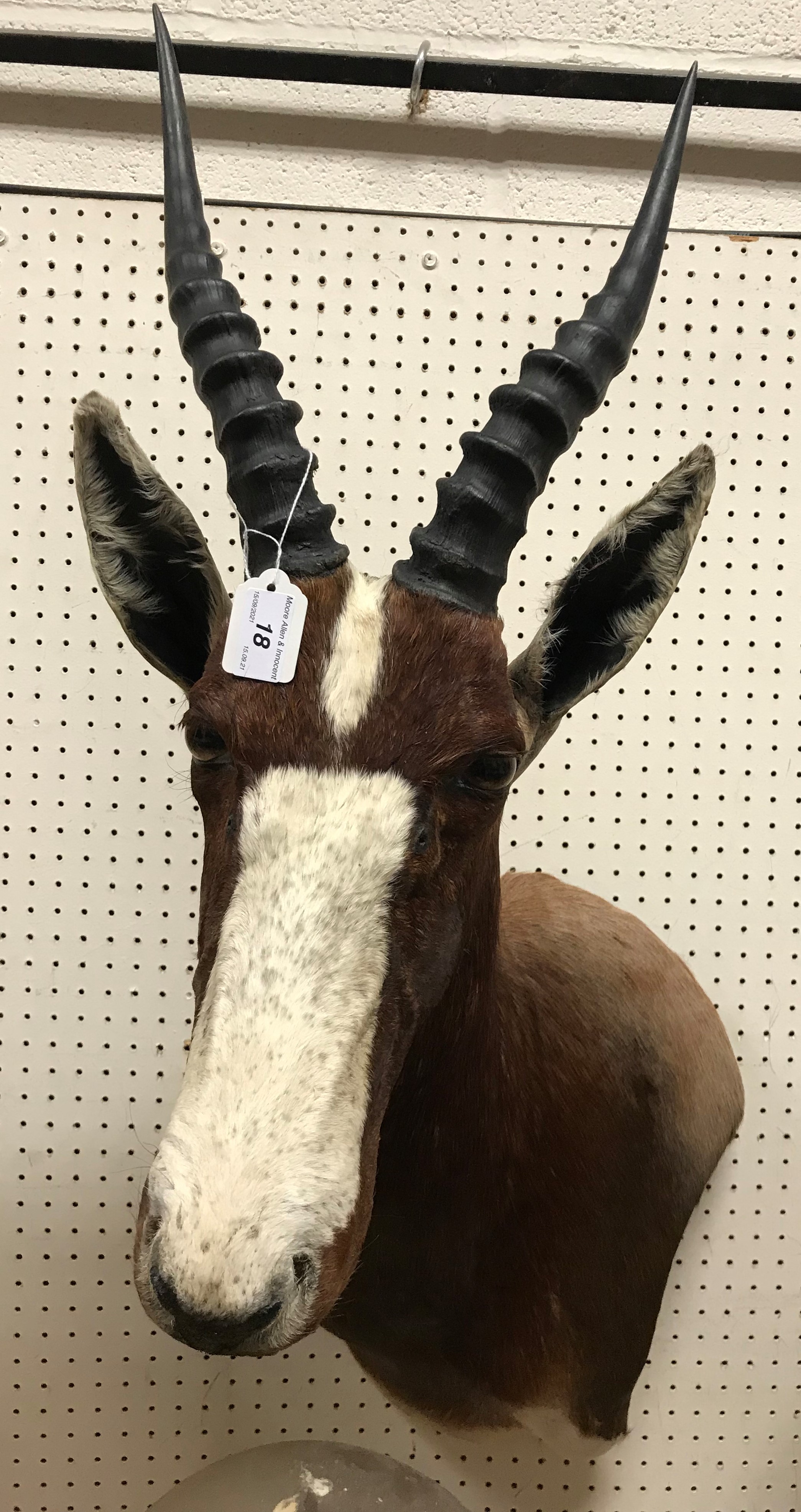 A modern taxidermy stuffed and mounted Blesbok head and shoulder mount bearing label verso "Client A