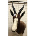 A modern taxidermy stuffed and mounted Blesbok head and shoulder mount bearing label verso "Client A