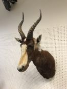 A taxidermy stuffed and mounted Blesbok head and shoulders mount, with horns, inscribed verso "267-