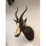 A taxidermy stuffed and mounted Blesbok head and shoulders mount, with horns, inscribed verso "267-