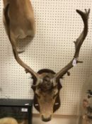A taxidermy stuffed and mounted Fallow Deer Stag's head with antlers on an oak mount, 46 cm wide