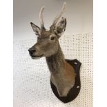 A taxidermy stuffed and mounted Juvenile Red Deer Stag with antlers in fur, on an oak shield