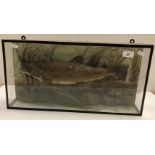 An early 20th Century taxidermy stuffed and mounted Trout in naturalistic setting and five-sided