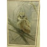 WINIFRED AUSTEN "A young Barn Owl" ,watercolour study, initialled lower left, bears "Arthurs