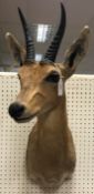A modern taxidermy stuffed and mounted Mountain Reedbuck head and shoulder mount bearing label verso