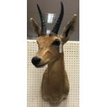 A modern taxidermy stuffed and mounted Mountain Reedbuck head and shoulder mount bearing label verso