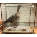 A taxidermy stuffed and mounted Pink Foot Goose under a five-sided glass case oak framed on