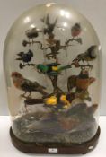 A Victorian taxidermy stuffed and mounted collection of twelve exotic birds and various beetles