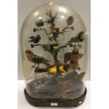 A Victorian taxidermy stuffed and mounted collection of twelve exotic birds and various beetles