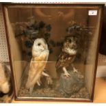 A taxidermy stuffed and mounted Barn Owl and Brown Owl with Goldcrest in a naturalistic setting