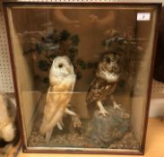 A taxidermy stuffed and mounted Barn Owl and Brown Owl with Goldcrest in a naturalistic setting