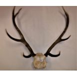 A pair of unmounted eight point deer antlers with skull cap, 66 cm wide