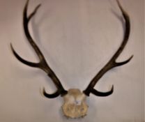 A pair of unmounted eight point deer antlers with skull cap, 66 cm wide