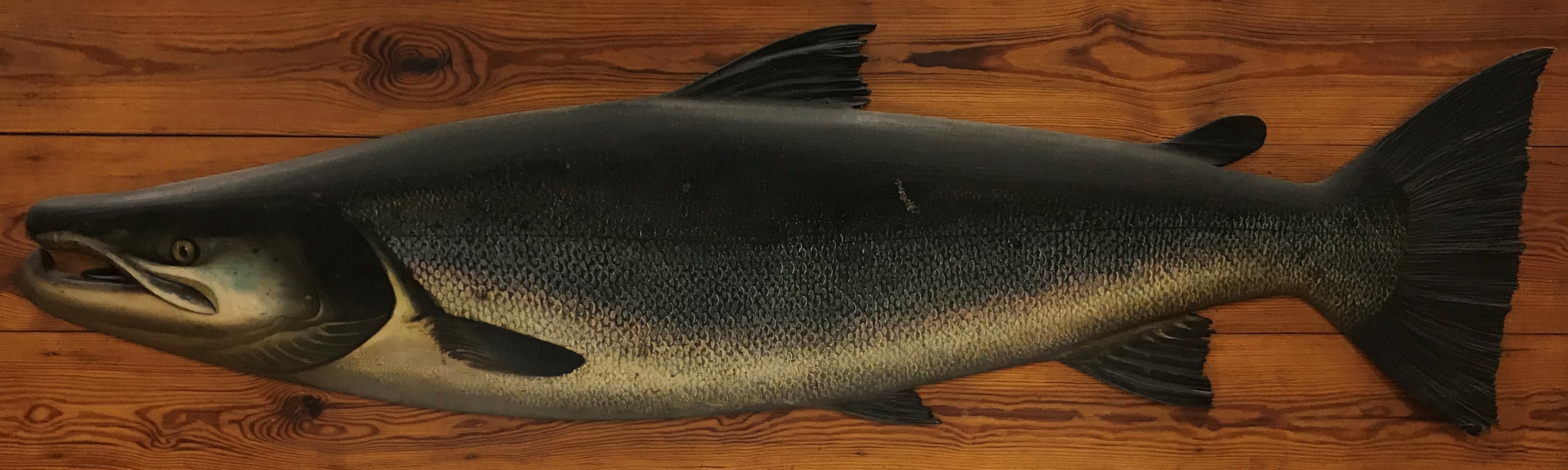 A carved and painted Salmon cast with well-painted features and carved fins and tail, fish size