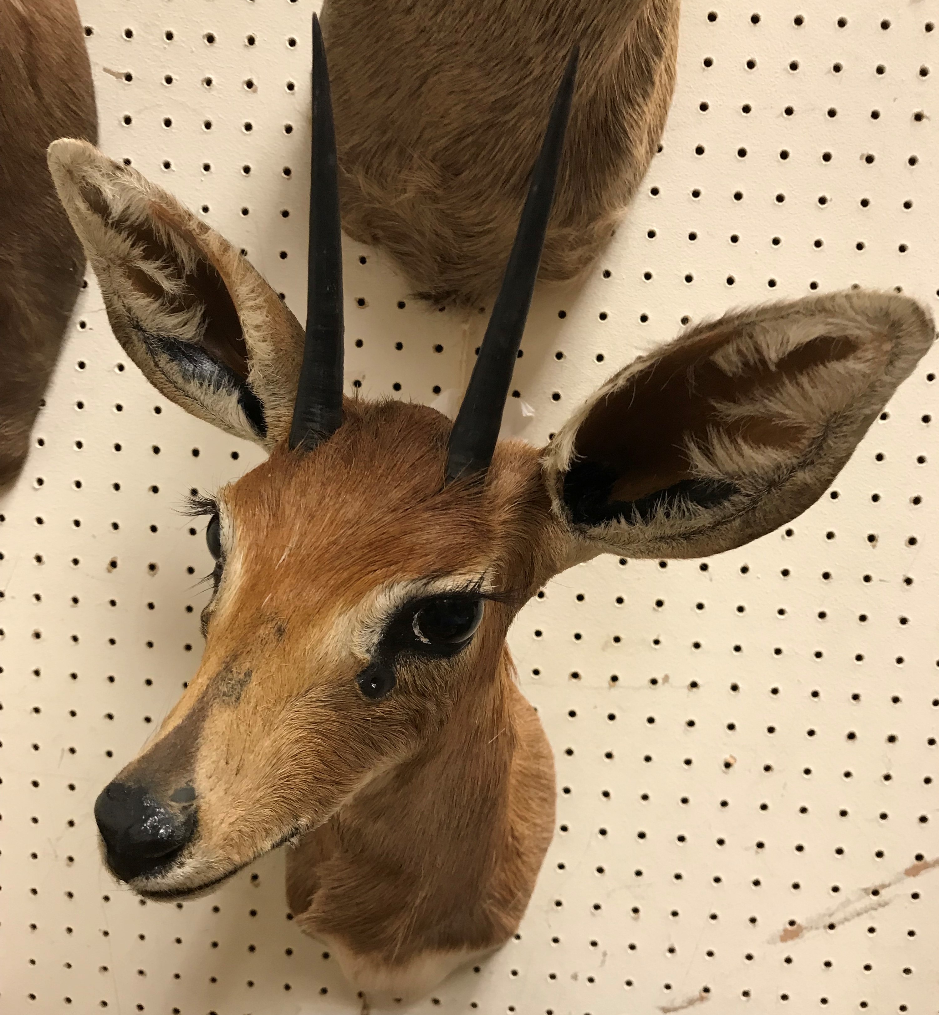 A modern taxidermy stuffed and mounted Steenbok head and shoulder mount bearing tie on label