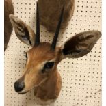 A modern taxidermy stuffed and mounted Steenbok head and shoulder mount bearing tie on label