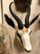 A modern taxidermy stuffed and mounted Common Springbok head and shoulder mount bearing tie on label