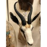 A modern taxidermy stuffed and mounted Common Springbok head and shoulder mount bearing tie on label