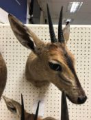 A modern taxidermy stuffed and mounted Common Duiker head and shoulder mount bearing tie on label