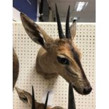 A modern taxidermy stuffed and mounted Common Duiker head and shoulder mount bearing tie on label