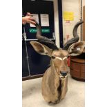 A modern taxidermy stuffed and mounted Greater Kudu head and shoulder mount approx. 74 cm wide x 135