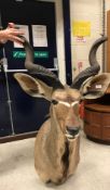 A modern taxidermy stuffed and mounted Greater Kudu head and shoulder mount approx. 74 cm wide x 135