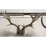 A pair of mounted Roe Deer antlers on oak shield shape mount 64 cm wide