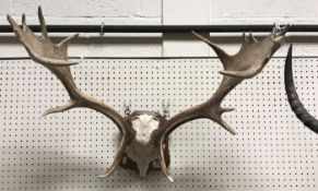 A pair of mounted Roe Deer antlers on oak shield shape mount 64 cm wide